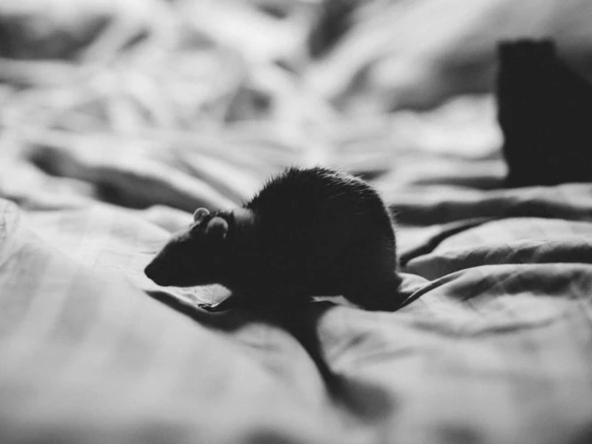 Dromen Over Mieren En Tarot