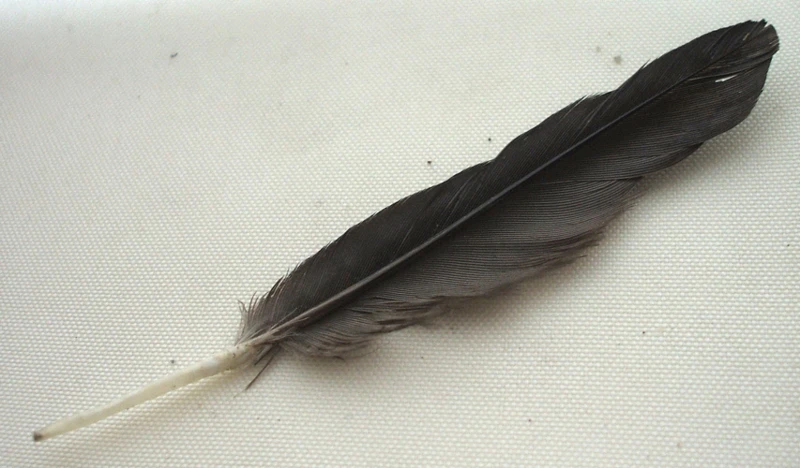 Spirituele Rituelen Met Zwanen