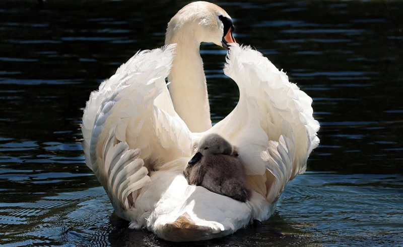 Symboliek Van De Zwaan