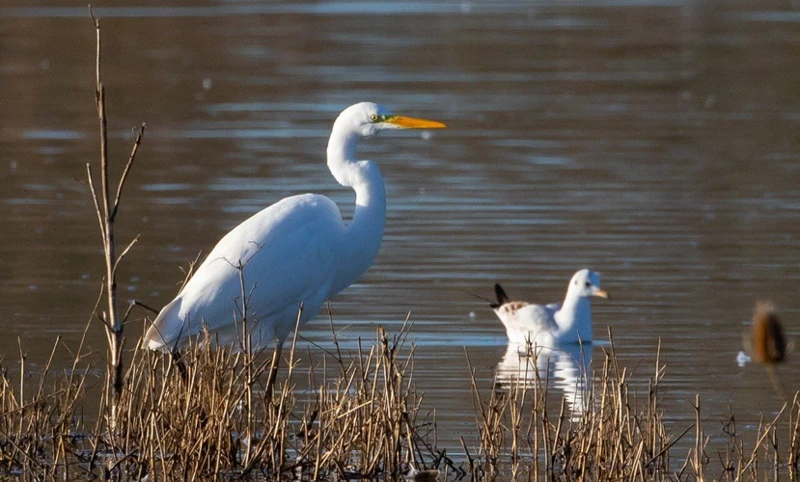 Wat Is De Spirituele Betekenis Van Een Dode Vogel?